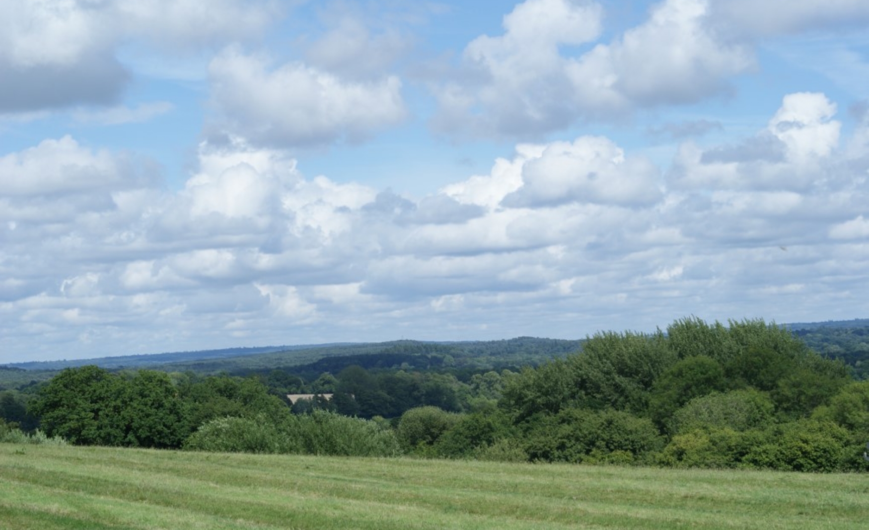 Wheatham Farm field view