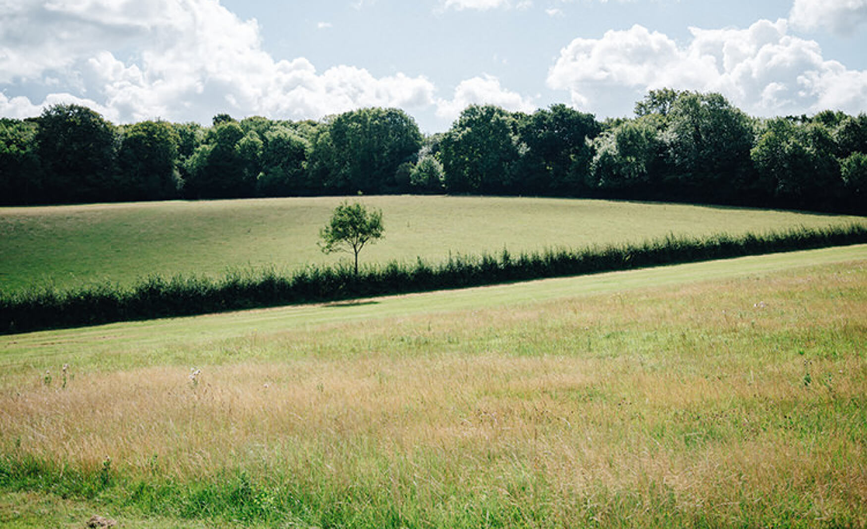 fiesta-fields-fields-for-hire-surrey-sussex-london-kent-jamiriphotography.com_-1750x1067_c (1)