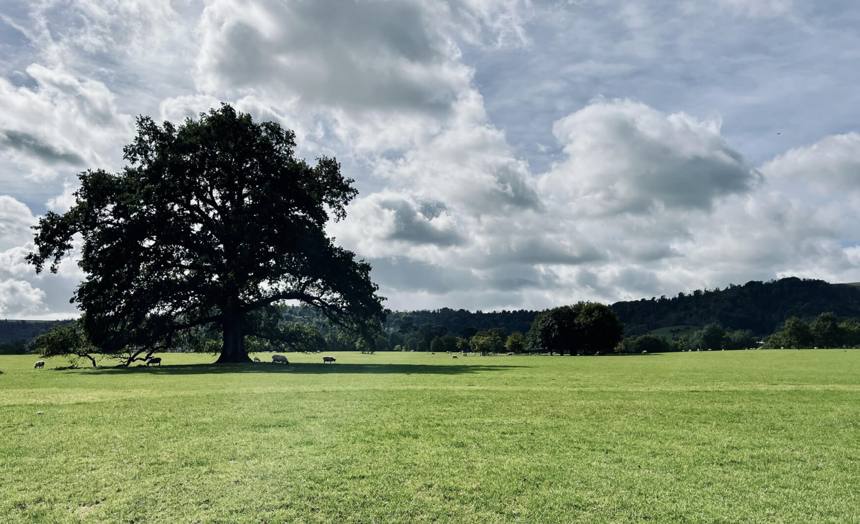fiesta_fields_Wiston_estate_west_sussex_wedding_venue_2-1-1750x1067_c (1)